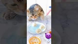 very hungry cat  eats a treat
