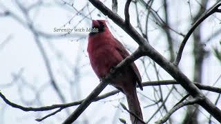 Song of the Cardinal Bird I Serenity with Maia