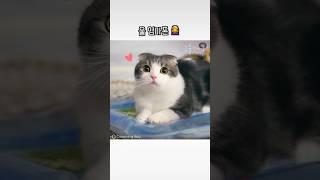 엄마폰 아빠폰 차이  #cat