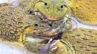 Amazing Giant Bullfrog War for Food Asian Bullfrog Live Feeding