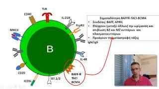 Β λεμφοκύτταρα Ανάπτυξη υποτύποι επιφανειακά μόρια