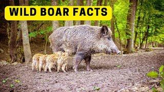 Did you know? Fun facts about Wild Boars for kids 2023