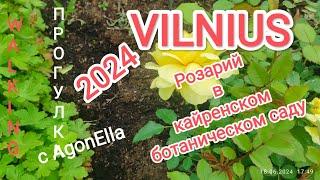 ПРОГУЛКА. Розарий в Кайренском Ботаническом саду. ВИЛЬНЮС. Rožinis Kairėnų Botanikos sode. VILNIUS