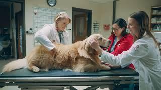 Lucky Dog 2020 WeatherTech Super Bowl Commercial