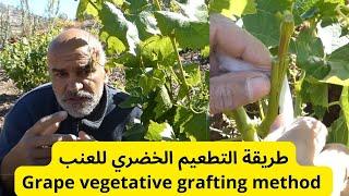 طريقة التطعيم الخضري للعنب Grape vegetative grafting method #قناة_الظهرة_الفلاحية