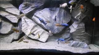 All male African cichlid show tank  with a Protomelas sp. Spilonotus Tanzania Liuli