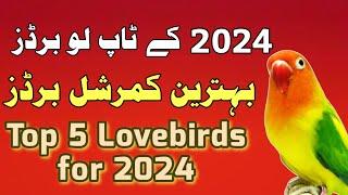 best love birds 2024  best pairing of lovebirds 2023