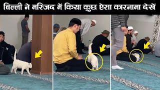 the cat in masjid viral video  cat in masjid video  masjid new video  ziyavi knowledge