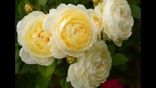 Английская кустовая  роза Claire Austin Клер Остин. Видео обзор сорта