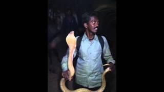 Vava suresh catch cobra in korani attingal