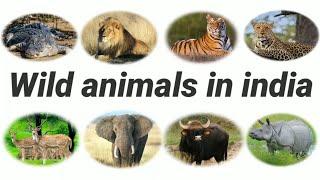 Wild Animals In India   Part-1