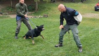 Dog training protection bite work with amazing german shepherd ARGO young future working k9 and HERA