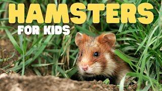 Hamsters for Kids  Learn fun facts all about these cute mammals