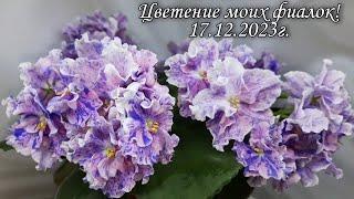 Цветение моих фиалок Новинки и не только 17.12.2023г.