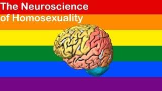 Is there a gay brain? The neuroscience of homosexuality