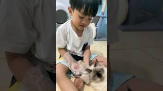 Emaknya kucing manja banget sama akang #sayangkucing #cat #kucing #kucingmenyusui #shortsvideo