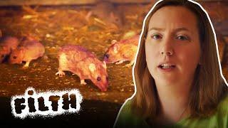 The Worst Rat Infestation Pest Control Have Seen  Pest Detectives  Episode 3  Filth