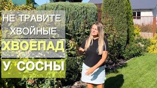 КОГДА НАЧИНАЕТСЯ ХВОЕПАД У СОСЕН? Чего не стоит бояться .