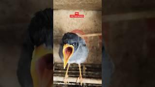 JALAK KEBO ANAKAN DI PASAR BURUNG PRAMUKA #shorts #pasarburungpramuka #jalakkebo #kiosburungmurah