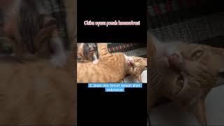 Anak Kucing ini Pinter sejak kecil karena ⁉️ #shorts #short #shortvideo