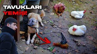 KANGAL REINA TAVUKLARI YEDİ arda delirdi