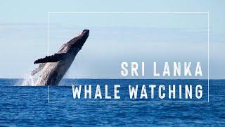  Whale watching in Sri Lanka    - Indian Ocean  Mirissa  Beach 2020