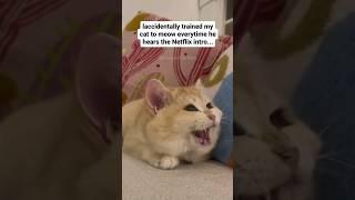 #67 Funniest Cats And Dogs videos  #funny #animals #cuteanimals