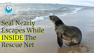 Seal Nearly Escapes While INSIDE The Rescue Net