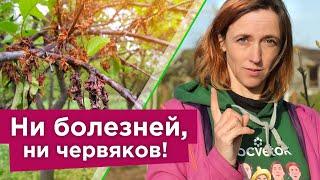 СРОЧНО ОБРАБОТАЙТЕ ВИШНЮ И ЧЕРЕШНЮ ОТ БОЛЕЗНИ КОТОРАЯ “СЖИГАЕТ” ДЕРЕВЬЯ В МОМЕНТ