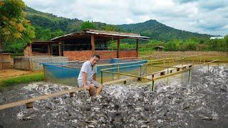 Catfish Farming Business Millions of Profit How to Start A Catfish Farm & Preparing for Breeding