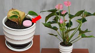 Doing This Will Help You Have Beautiful Blooming Anthurium Andreanum Pots For The Office