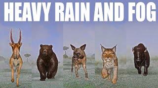 Wild Animals in Heavy Rain and Fog Speed Race in Planet Zoo included Bear Saiga Lynx Bison Hyena