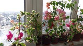 Бугенвиллия зимовка. Цветение бугенвиллий зимой на балконе