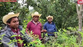 ️El día de hoy Fuimos a cortar tomates en nuestra parcela 