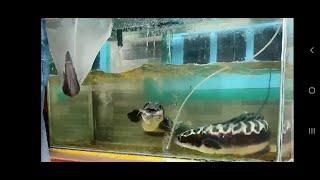 Giant snakehead fish feeding with catfish