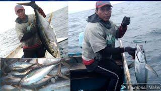 TUNA BABON DAN TUNA JUMBO SUKA UMPAN INI. UMPAN AMIS MANCING TUNA.YELLOWFIN TUNA