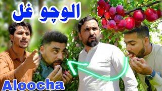 Pashto funny video 2024  Aloocho ghal  Zindabad vines new video 2024