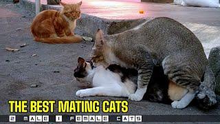 kucing kawin  mating cats season 2021  the best mating cats 2 Males 1 Female