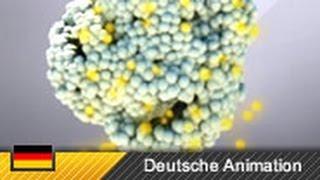 Photosynthese - Funktionsweise & Ablauf Animation