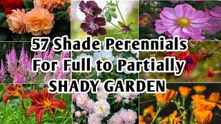 57 Shade Perennials For Full to Partial Shade Garden  Shade Garden Perennials  Plant and Planting