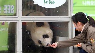 Chinas Ai Bao and Le Bao to live in Seoul