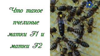 Что такое пчелиные матки F1 и матки F2