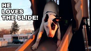 My Dogs First Time on a Playground He LOVED It  English Bull Terrier