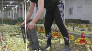 Amazing Modern Chicks Poultry Farming Technology. Inside The Million Dollar Chicken Farm