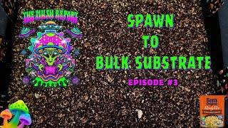 The Mush Report Episode 3 -  Opening colonized Bens rice bags and transferring spawn to bulk #ubtek