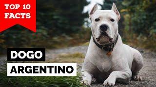 Dogo Argentino - Top 10 Facts