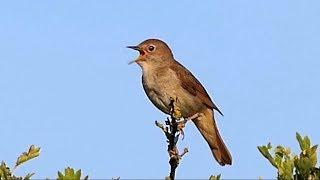 One Hour Relaxing Birdsong the Nightingale.