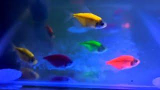 ikan hias glofish warna warni beli onlineikan glofish tetraikan hias
