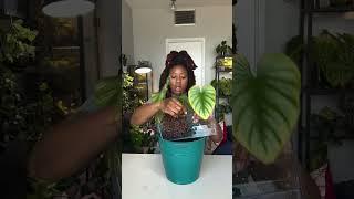 I Love Crawling Philodendron #plantcaretips #semihydro #philodendron
