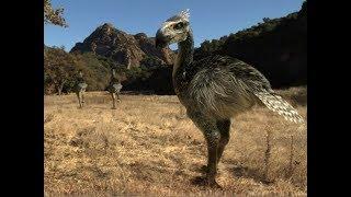 National Geographic - Kelenken Prehistoric Predators - New Documentary HD 2018